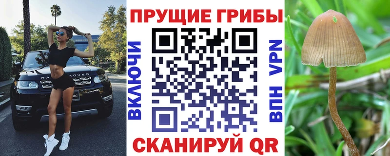 omg   Канск  Галлюциногенные грибы Psilocybine cubensis 